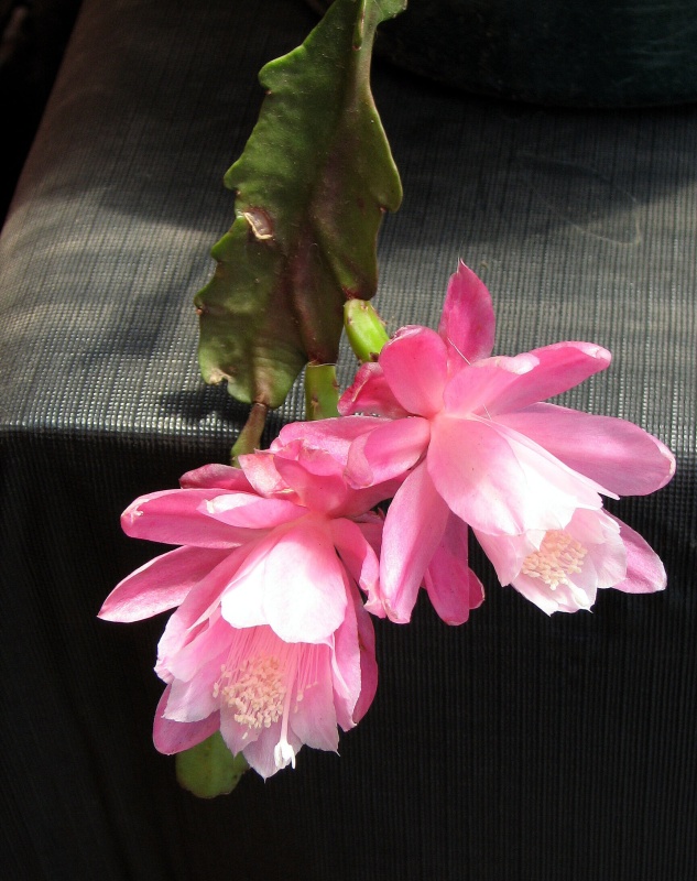 epiphyllum2