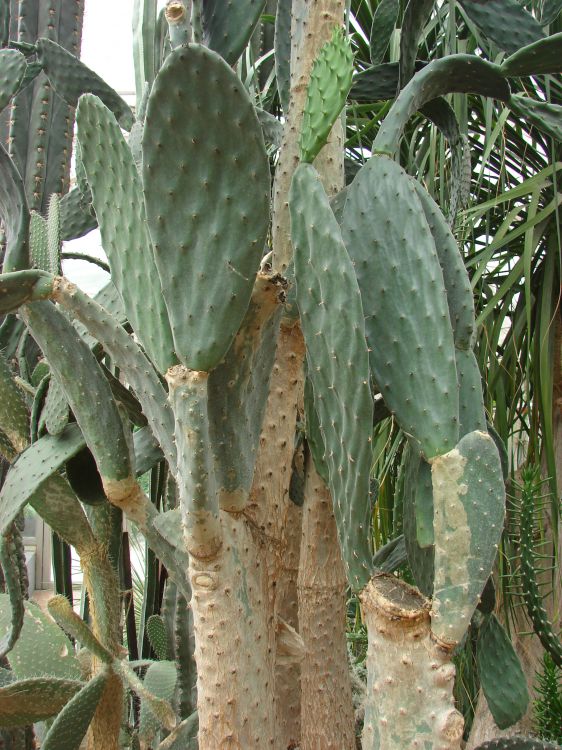 opuntia tomentosa