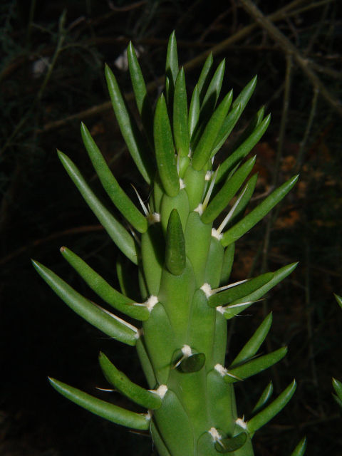 Austrocylindropuntia subulata