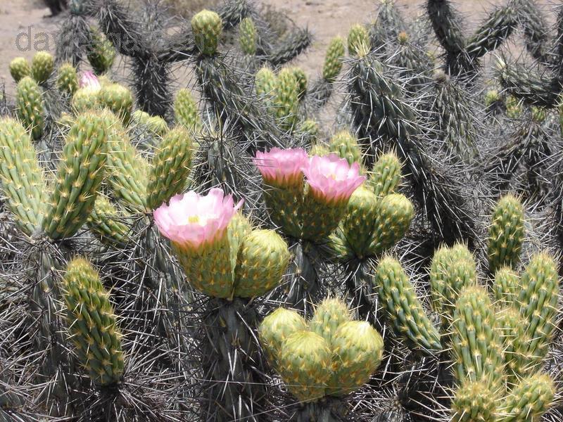 Miqueliopuntia miquelii