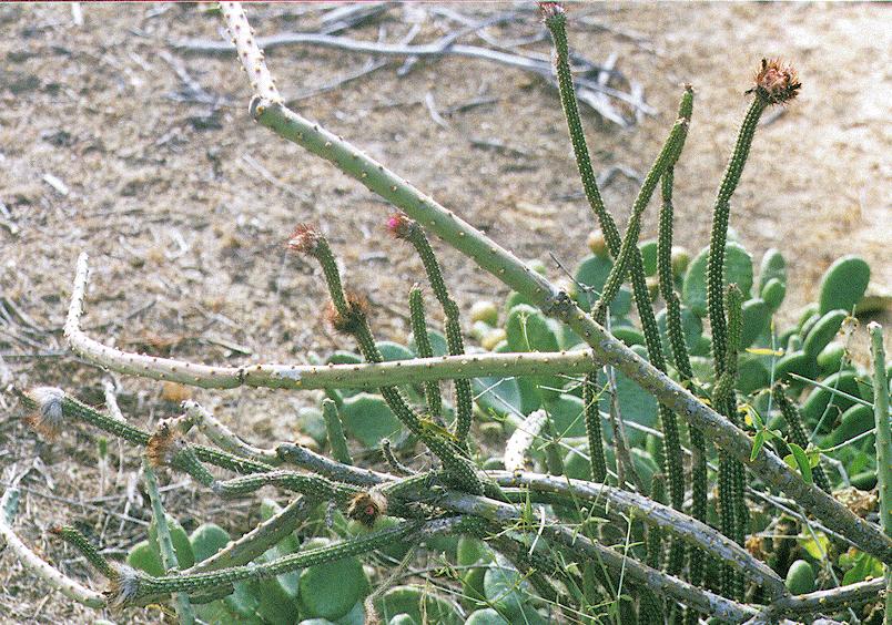 Tacinga funalis