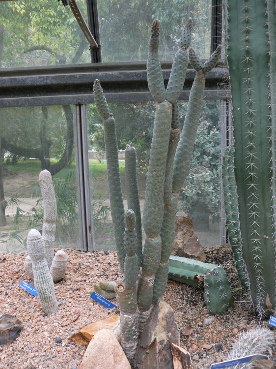 Tephrocactus strobiliformis