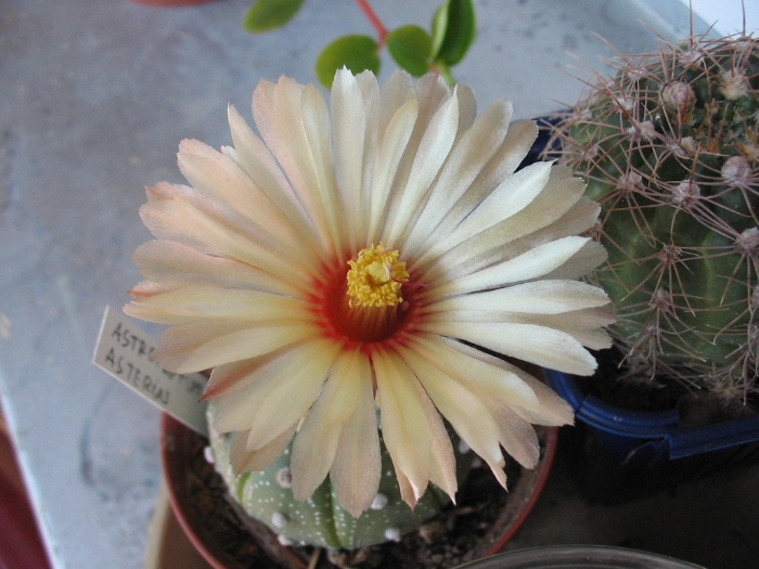 Astrophytum asterias