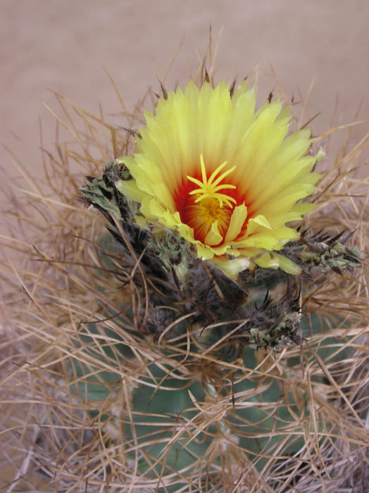 Astrophytum capricorne