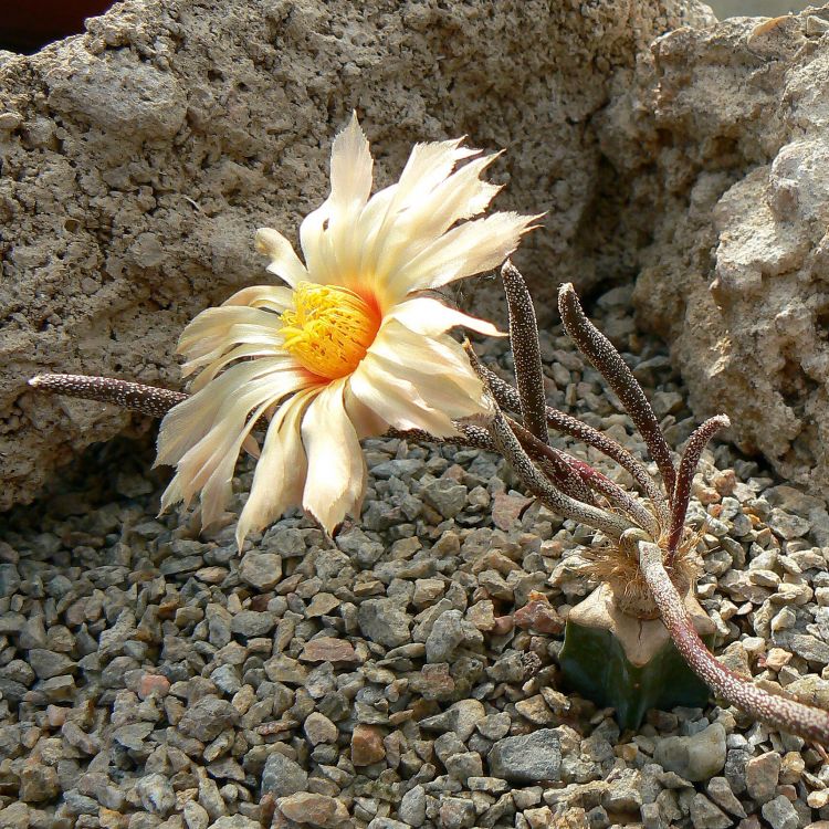 Astrophytum caput-medusae