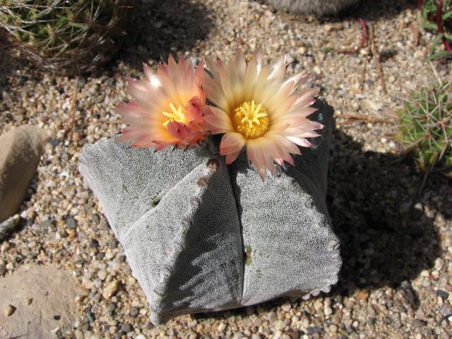 Astrophytum myriostigma-aftrofytum mnohoblizné, biskupská čepice
