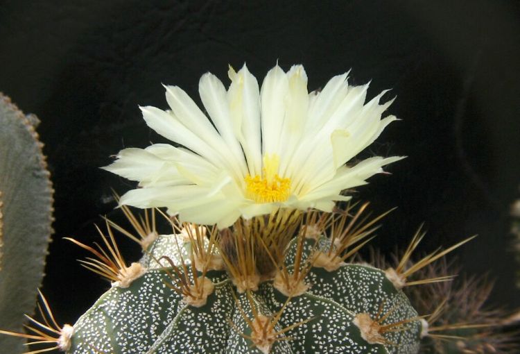 astrophytum ornata