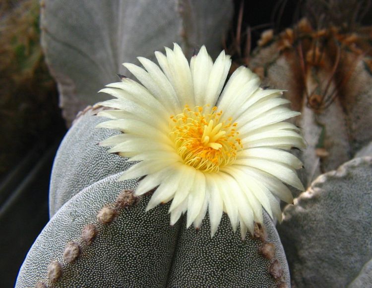 Astrophytum myriostigma subsp. quadricostatum