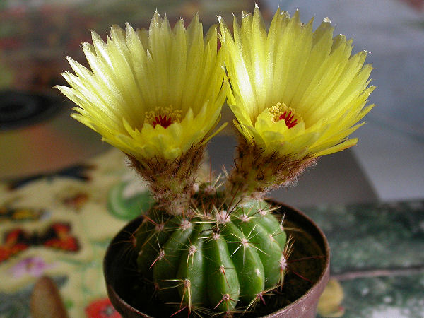 Parodia ottonis