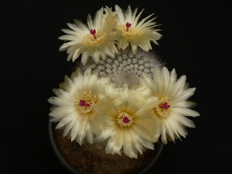 Parodia scopa