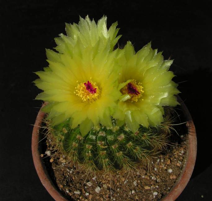 parodia werdermanniana