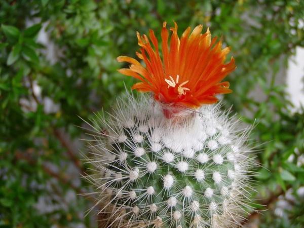 Parodia nivosa