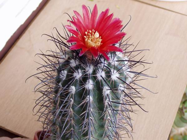 parodia subterranea