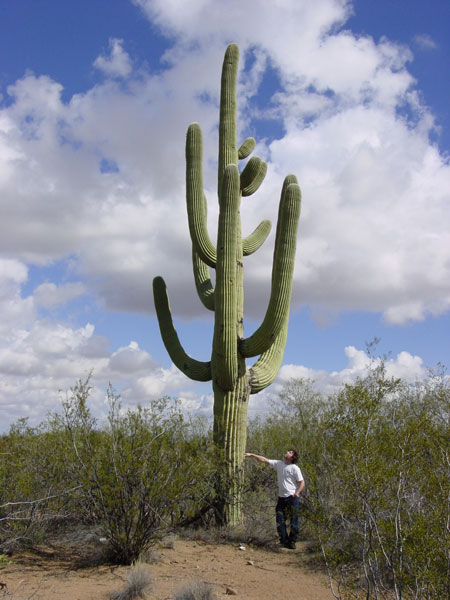 carnegiea gigantea