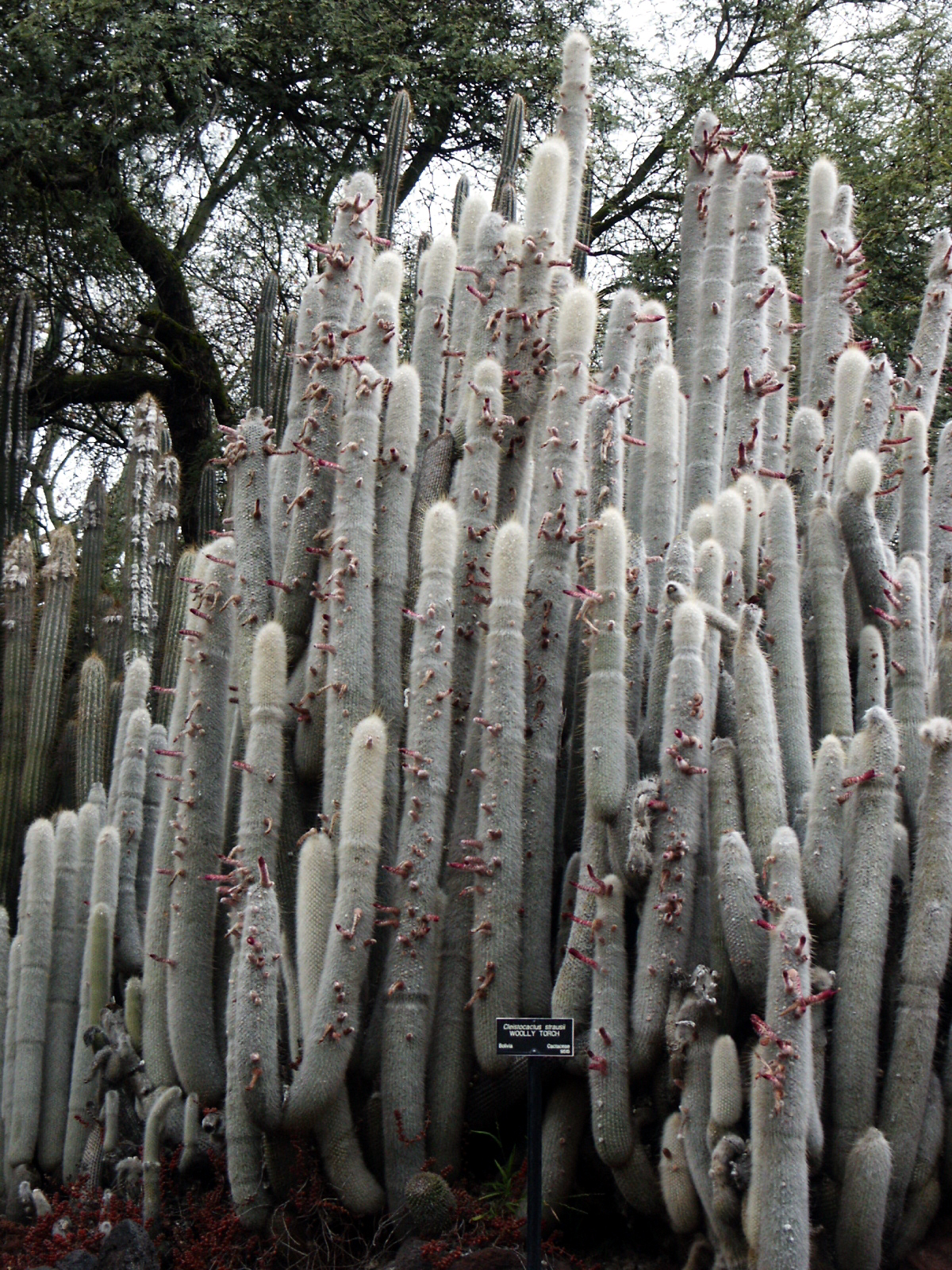 cleistocactus strausii