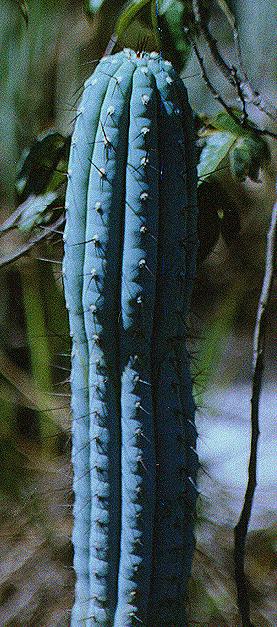 cipocereus bradei