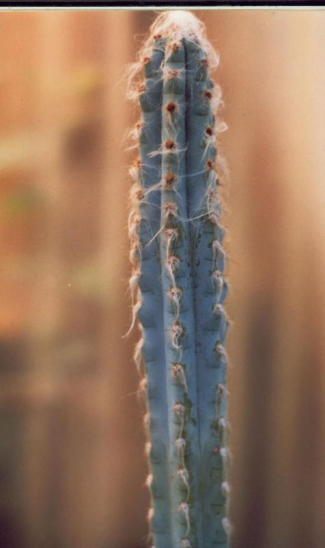 pilosocereus sp.