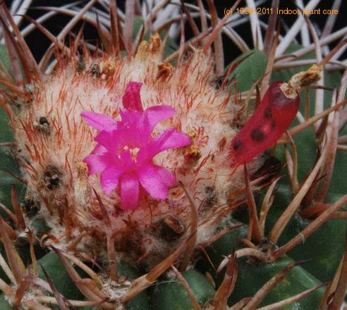 melocactus bahiensis