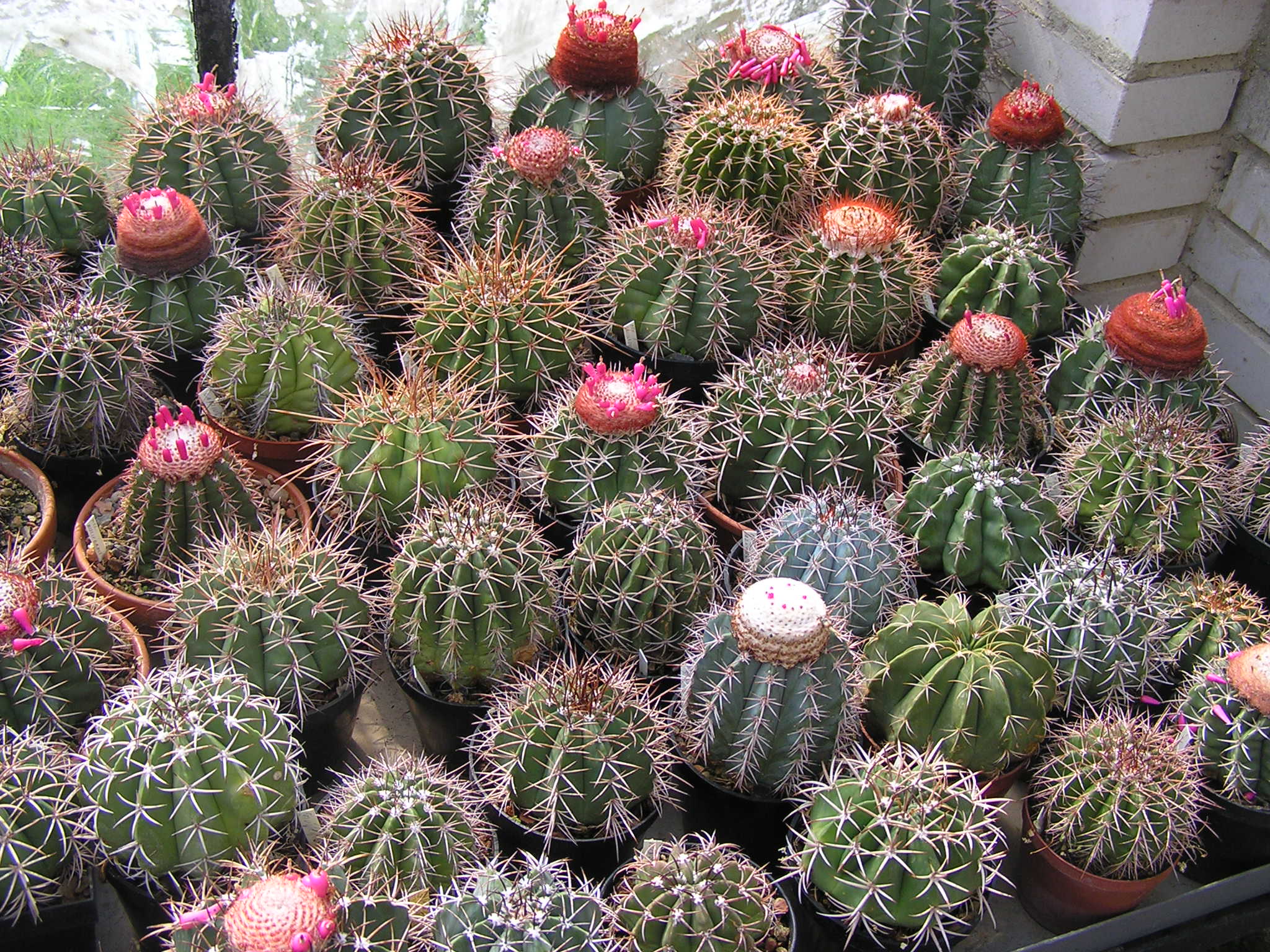 Melocactus -skupina