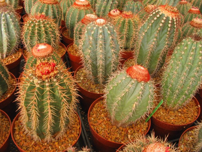 melocactus