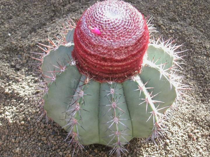 melocactus2