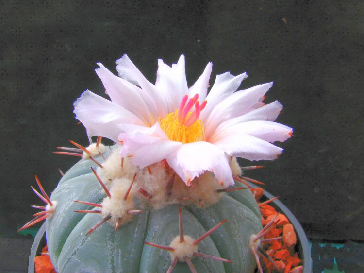 Echinocactus horizonthalonius