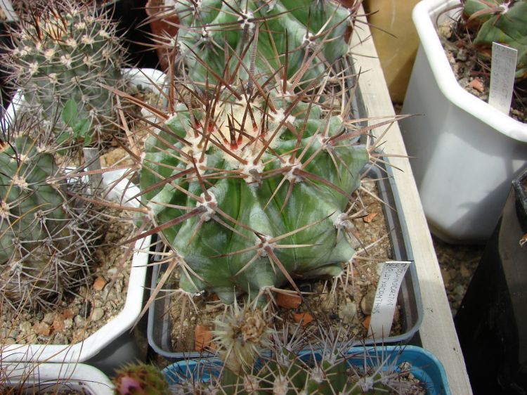 Echinocactus platyacanthus