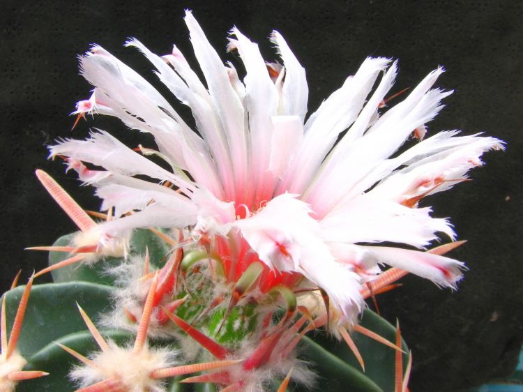 Echinocactus texensis