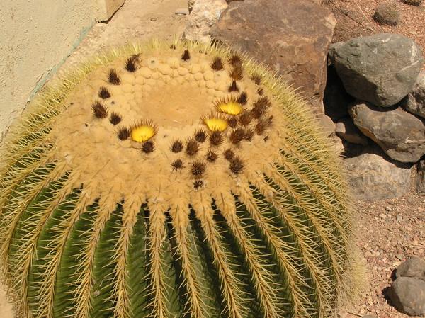 echinokaktus Grusonův-echinocactus grusonii