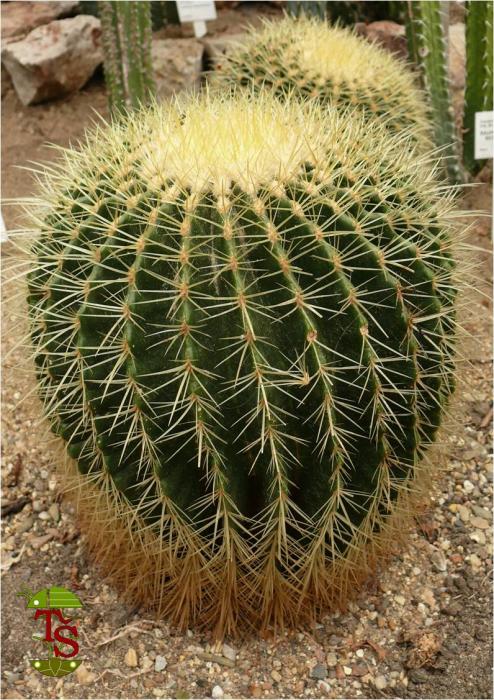 echinokaktus Grusonův-echinocactus grusonii2