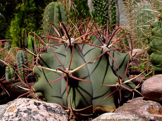 ferocactus emoryi