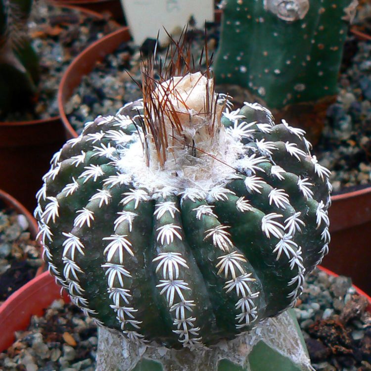 Discocactus horstii