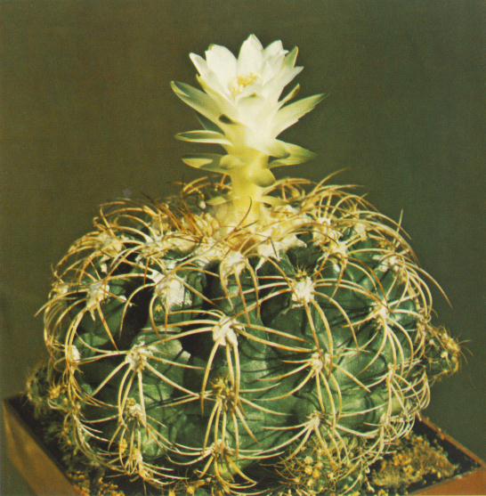 Discocactus zehntneri  - diskokaktus Zehntnerův