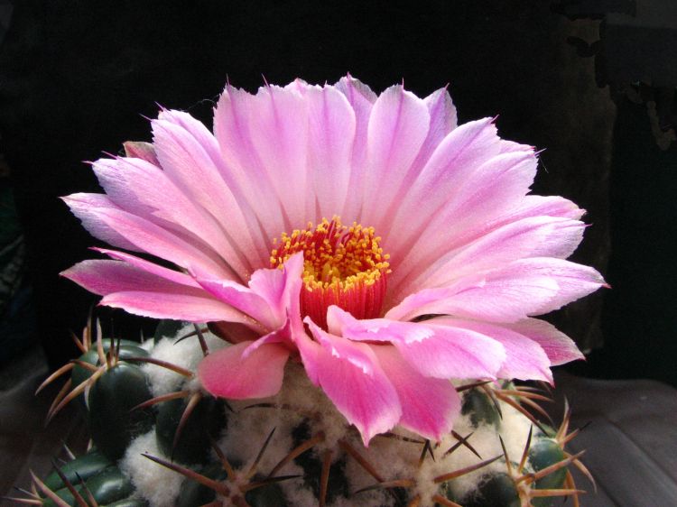 Coryphantha elephantidens