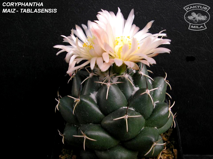 coryphantha maiz-tablasensis
