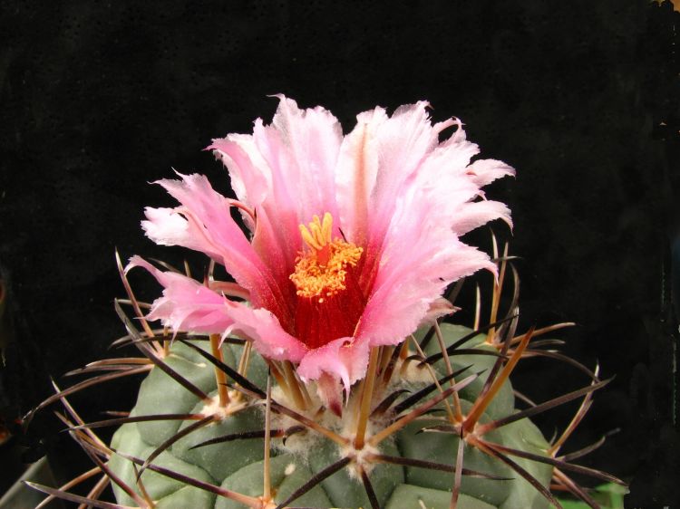 Coryphantha valida