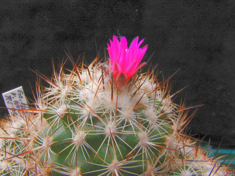Turbinicarpus horripilus subsp. wrobelianus