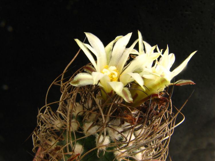 Turbinicarpus pseudomacrochele subsp. krainzianus
