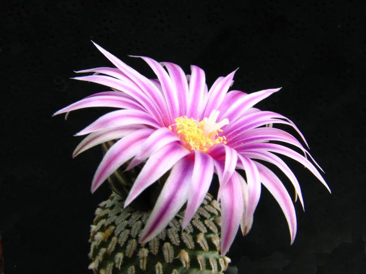 Turbinicarpus pseudopectinatus subsp. pseudopectinatus
