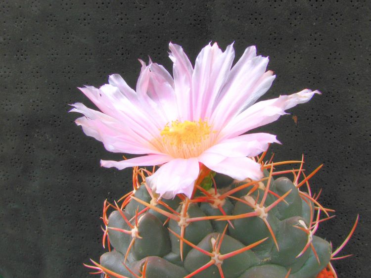 Thelocactus hexaedrophorus