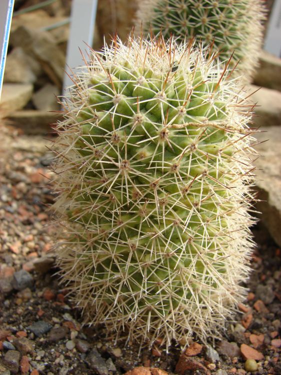 Mammillaria backebergiana