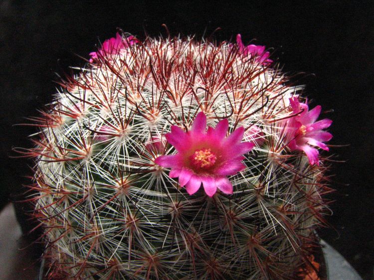 Mammillaria berkiana