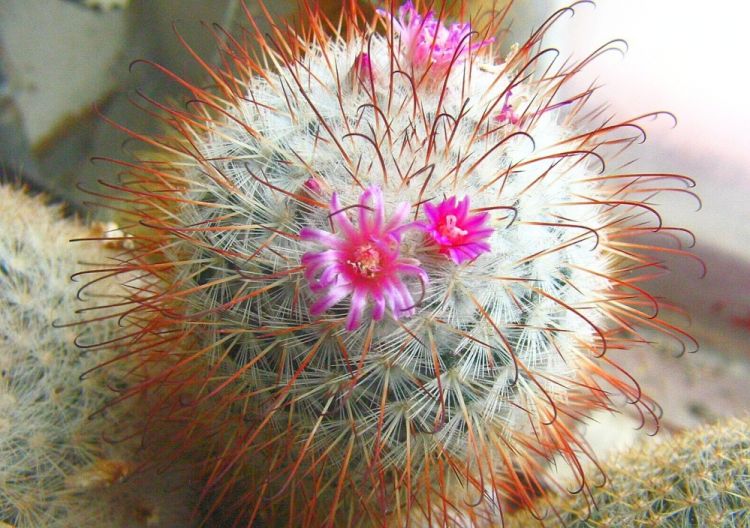 Mammillaria bombycina