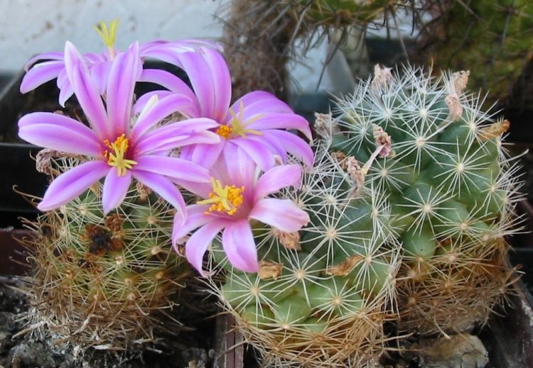 Mammillaria boolii