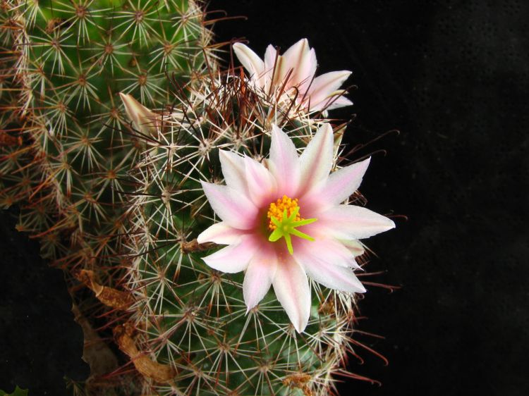 Mammillaria capensis