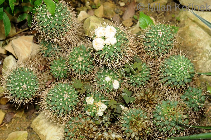 mammillaria compressa