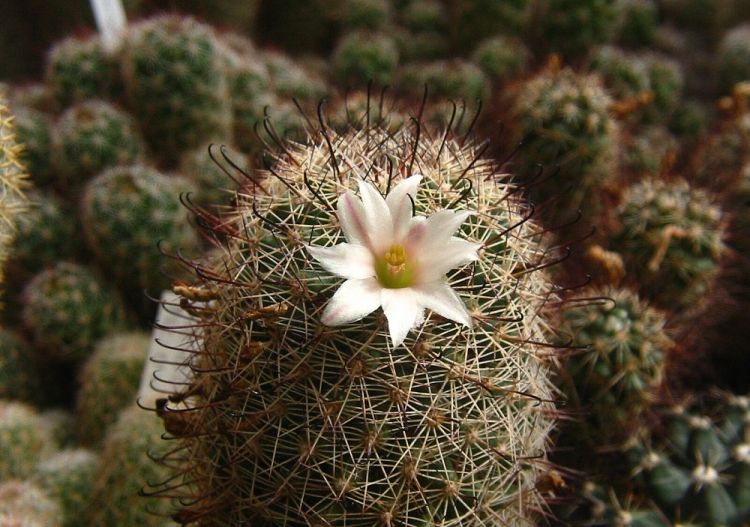 Mammillaria dioica subsp. angelensis