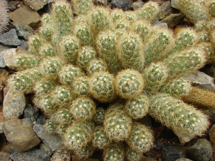 mammillaria elongata