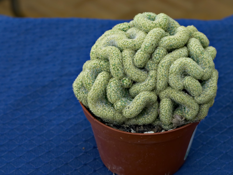 mammillaria elongata2