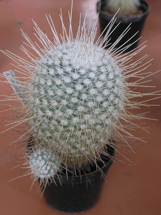 Mammillaria geminispina